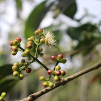 Syzygium nervosum A.Cunn. ex DC.